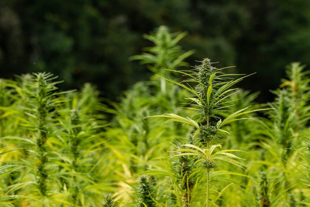 hemp, crop, agriculture